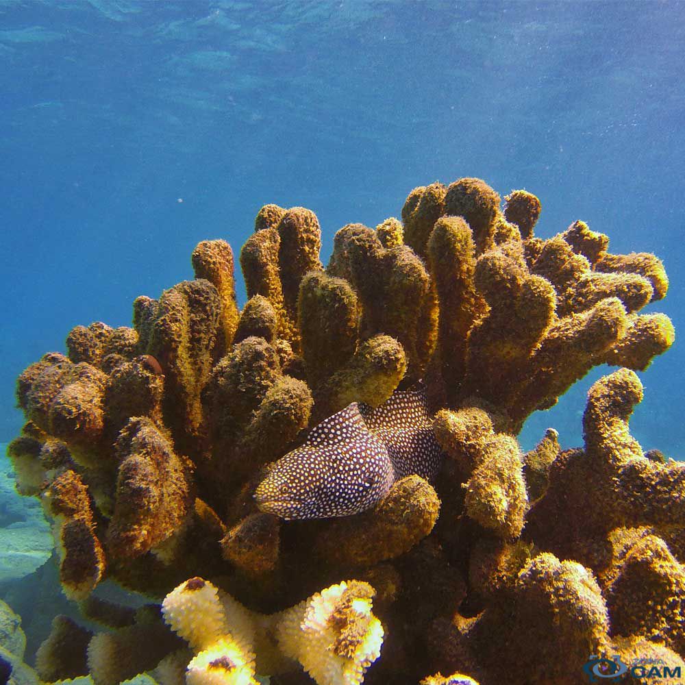PolarPro Filtro Snorkel GoPro Hero 5 6 7